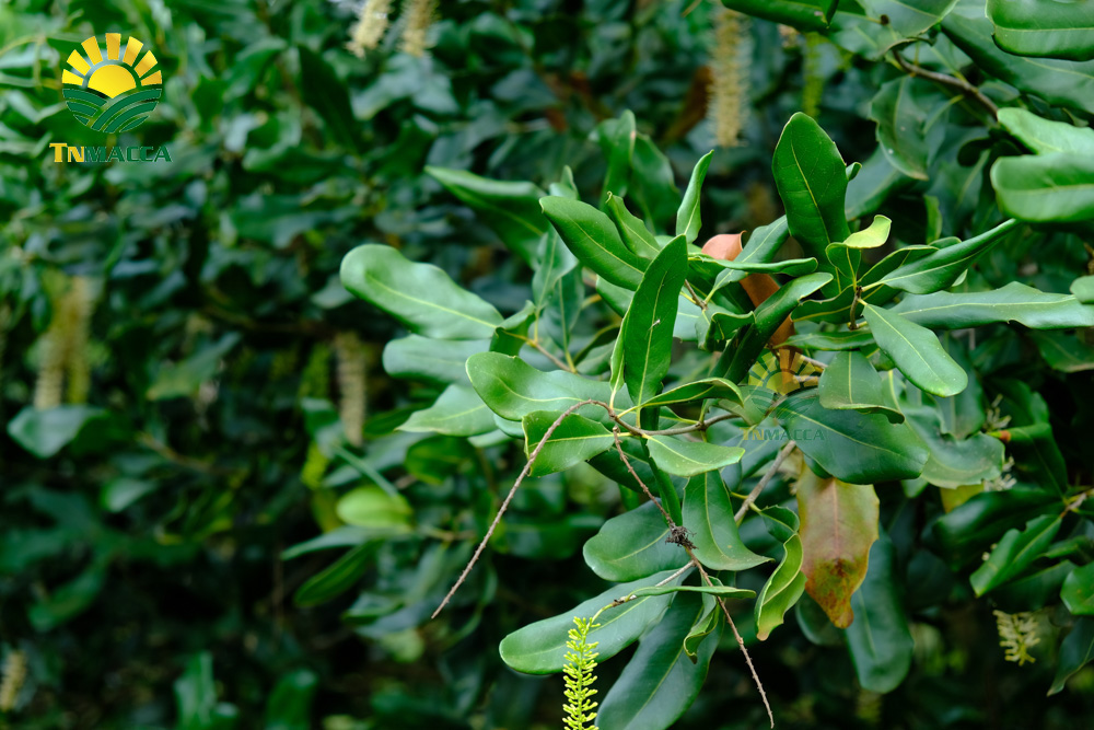 4.hat-macca-lam-dong-3-sai-lam-khi-mua-hat-macca-tai-lam-dong-4250