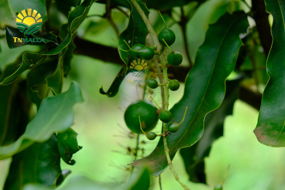 7.hat-macca-lam-dong-3-sai-lam-khi-mua-hat-macca-tai-lam-dong-4250