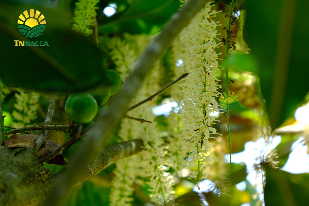 2.hat-macca-my-4-san-pham-chinh-duoc-che-bien-tu-hat-macca-my