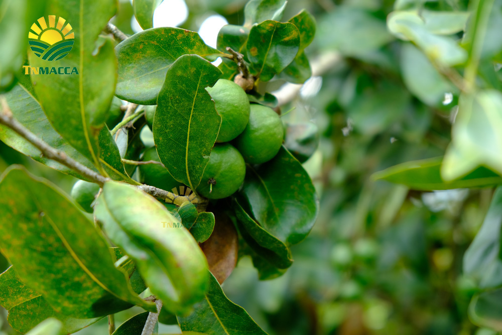 10.hat-macca-my-4-san-pham-chinh-duoc-che-bien-tu-hat-macca-my