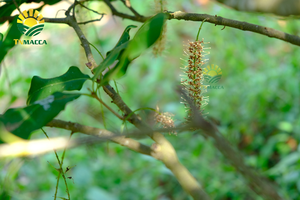 2.hat-macca-my-4-san-pham-chinh-duoc-che-bien-tu-hat-macca-my