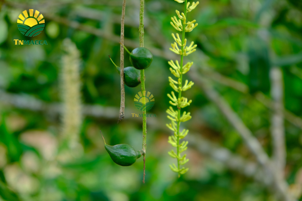 5.hat-macca-my-4-san-pham-chinh-duoc-che-bien-tu-hat-macca-my