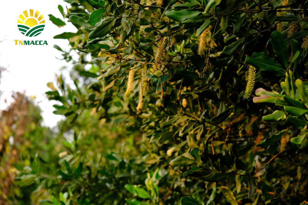 15.hat-macca-tach-vo-2-cach-tao-ra-hat-macca-tach-vo