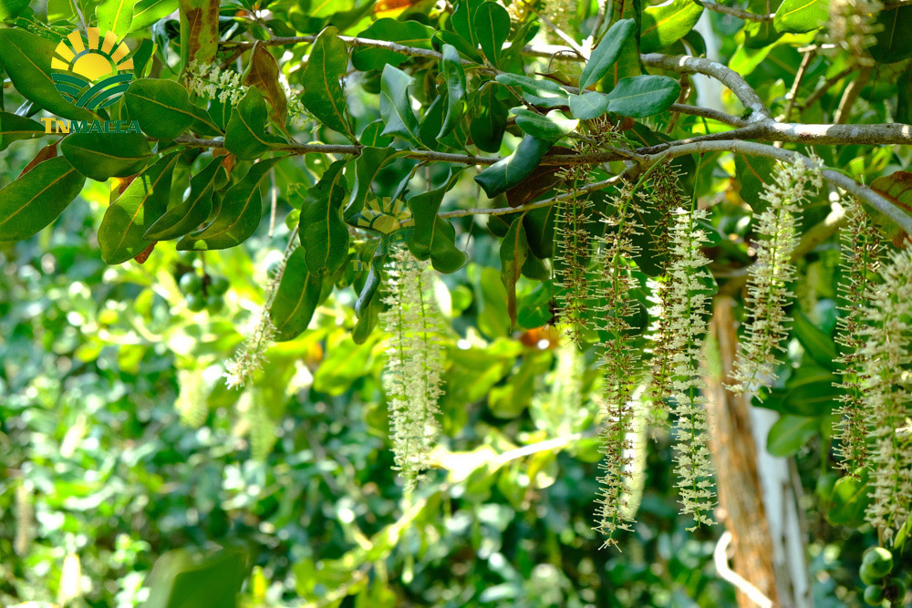 4.hat-macca-tach-vo-2-cach-tao-ra-hat-macca-tach-vo