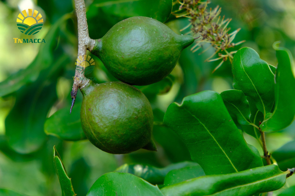 5.hat-macca-tach-vo-2-cach-tao-ra-hat-macca-tach-vo