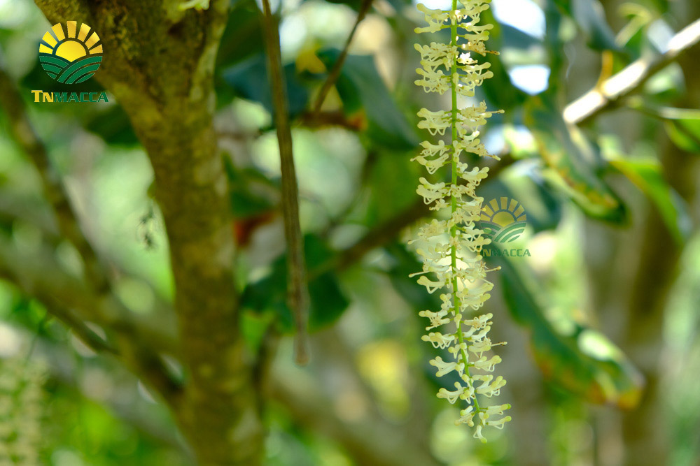 7.hat-macca-tach-vo-2-cach-tao-ra-hat-macca-tach-vo