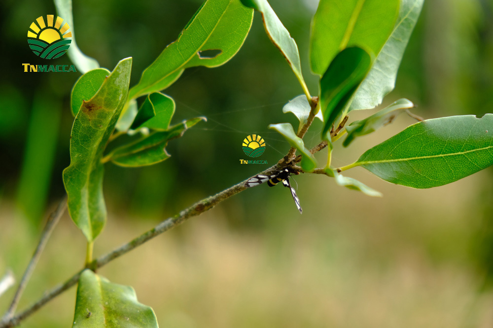 1.gia-hat-macca-lam-dong-da-lat-daklak-daknong-tay-nguyen-2021
