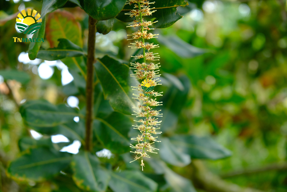 10.hat-macca-tay-nguyen-3-vung-trong-macca-lon-nhat-tai-tay-nguyen