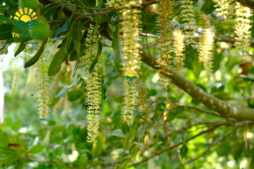 11.hat-macca-tay-nguyen-3-vung-trong-macca-lon-nhat-tai-tay-nguyen