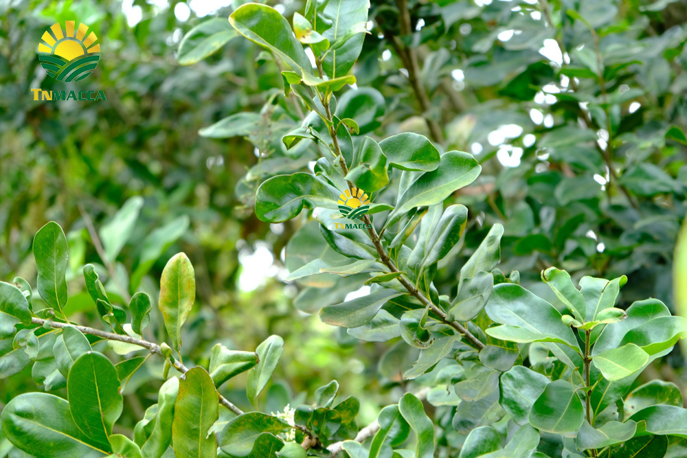 12.gia-hat-macca-lam-dong-da-lat-daklak-daknong-tay-nguyen-2021