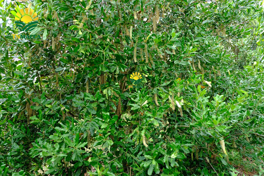 13.gia-hat-macca-lam-dong-da-lat-daklak-daknong-tay-nguyen-2021