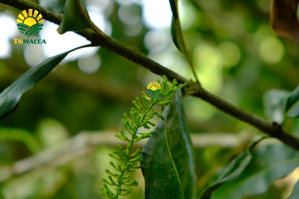 14.hat-macca-tay-nguyen-3-vung-trong-macca-lon-nhat-tai-tay-nguyen