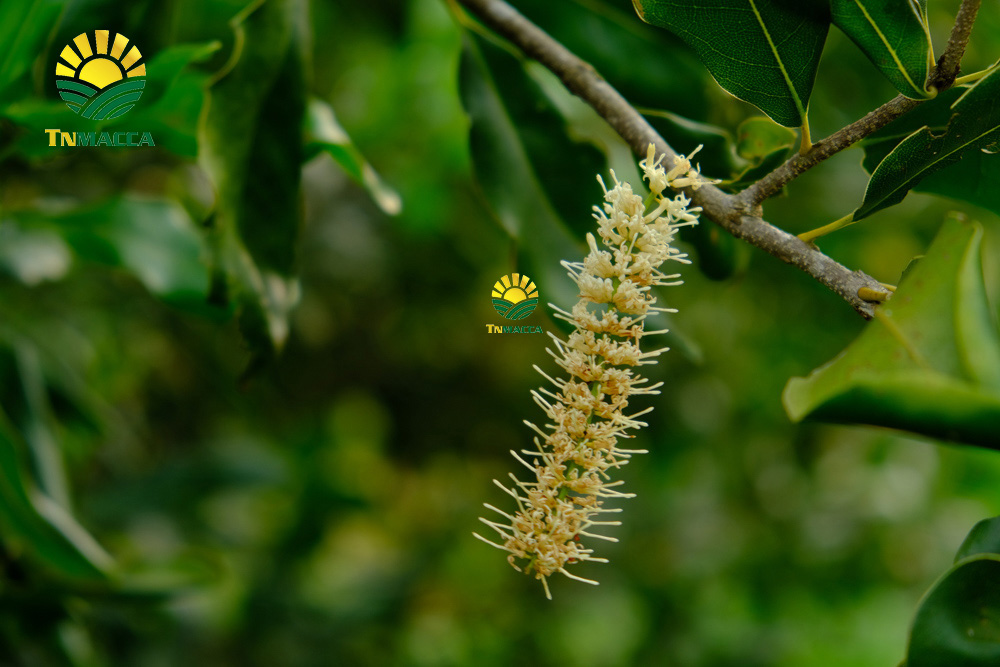 15.hat-macca-tay-nguyen-3-vung-trong-macca-lon-nhat-tai-tay-nguyen