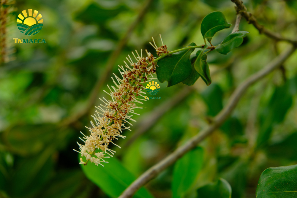 2.hat-macca-tay-nguyen-3-vung-trong-macca-lon-nhat-tai-tay-nguyen