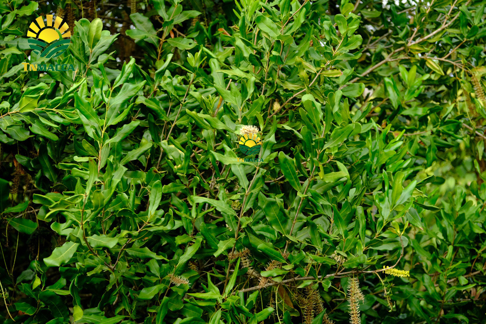 3.hat-macca-tay-nguyen-3-vung-trong-macca-lon-nhat-tai-tay-nguyen