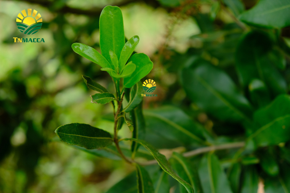 5.gia-hat-macca-lam-dong-da-lat-daklak-daknong-tay-nguyen-2021