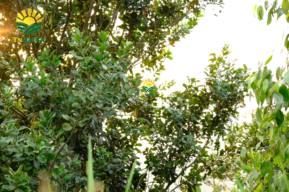 6.gia-hat-macca-lam-dong-da-lat-daklak-daknong-tay-nguyen-2021