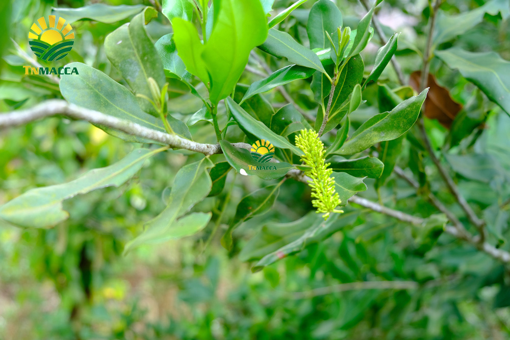 6.hat-macca-tay-nguyen-3-vung-trong-macca-lon-nhat-tai-tay-nguyen