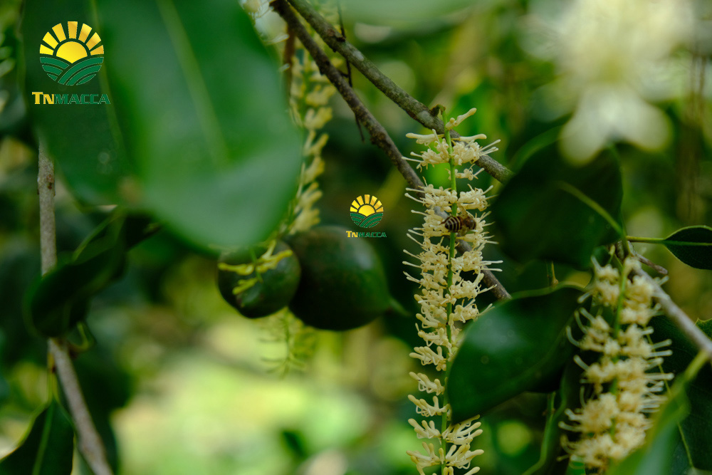 7.gia-hat-macca-lam-dong-da-lat-daklak-daknong-tay-nguyen-2021