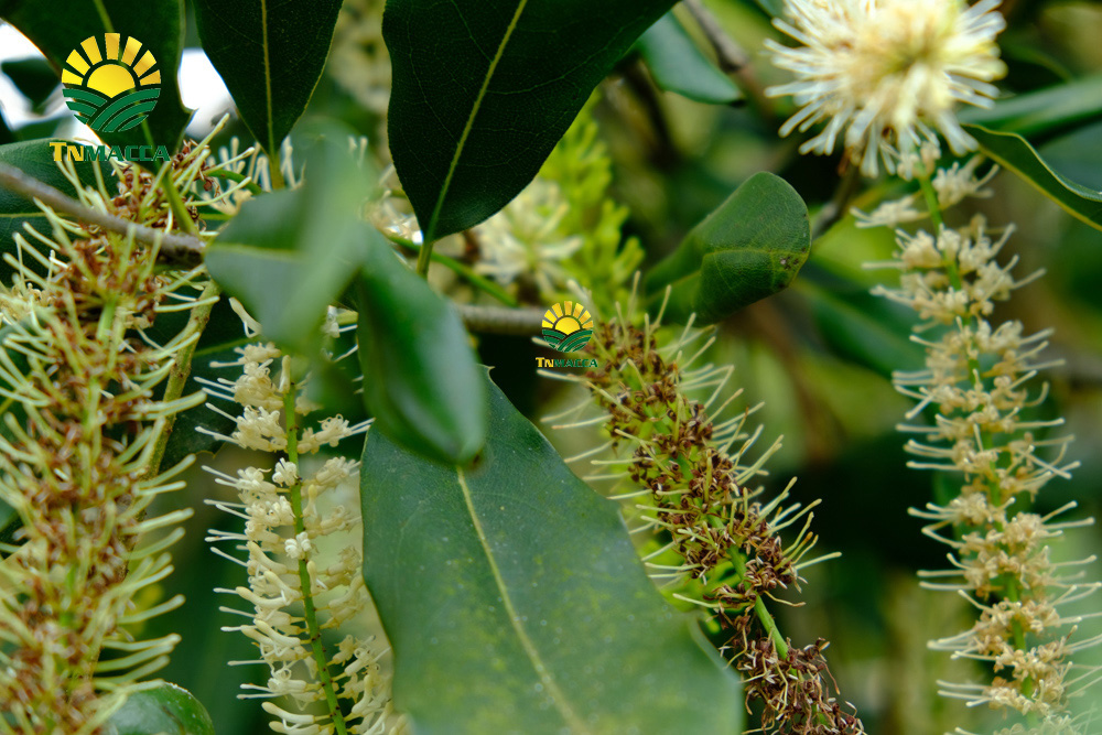 8.hat-macca-tay-nguyen-3-vung-trong-macca-lon-nhat-tai-tay-nguyen