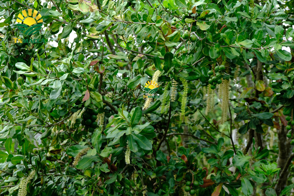 9.hat-macca-tay-nguyen-3-vung-trong-macca-lon-nhat-tai-tay-nguyen