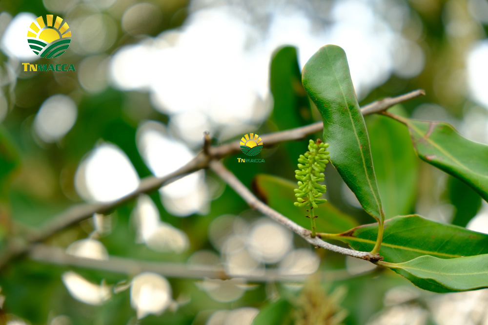 11.hat-macca-uc-tach-vo-gia-bao-nhieu-mua-hat-macca-haiwaii-o-dau-