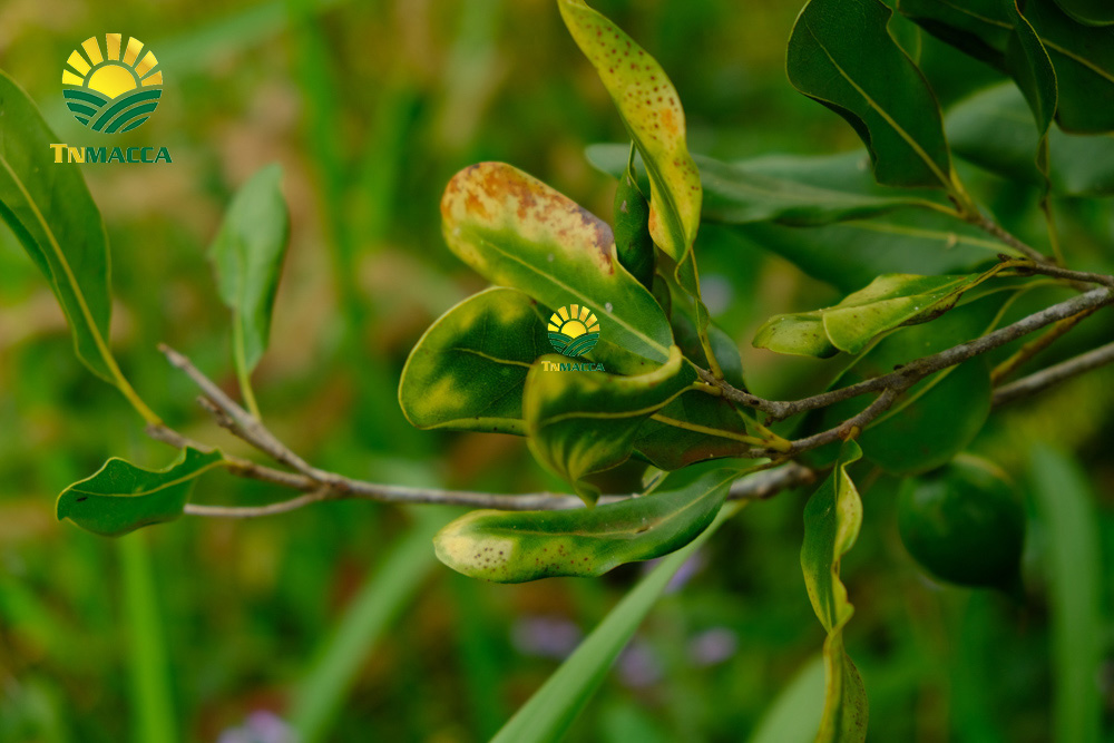 12.hat-macca-uc-tach-vo-gia-bao-nhieu-mua-hat-macca-haiwaii-o-dau-