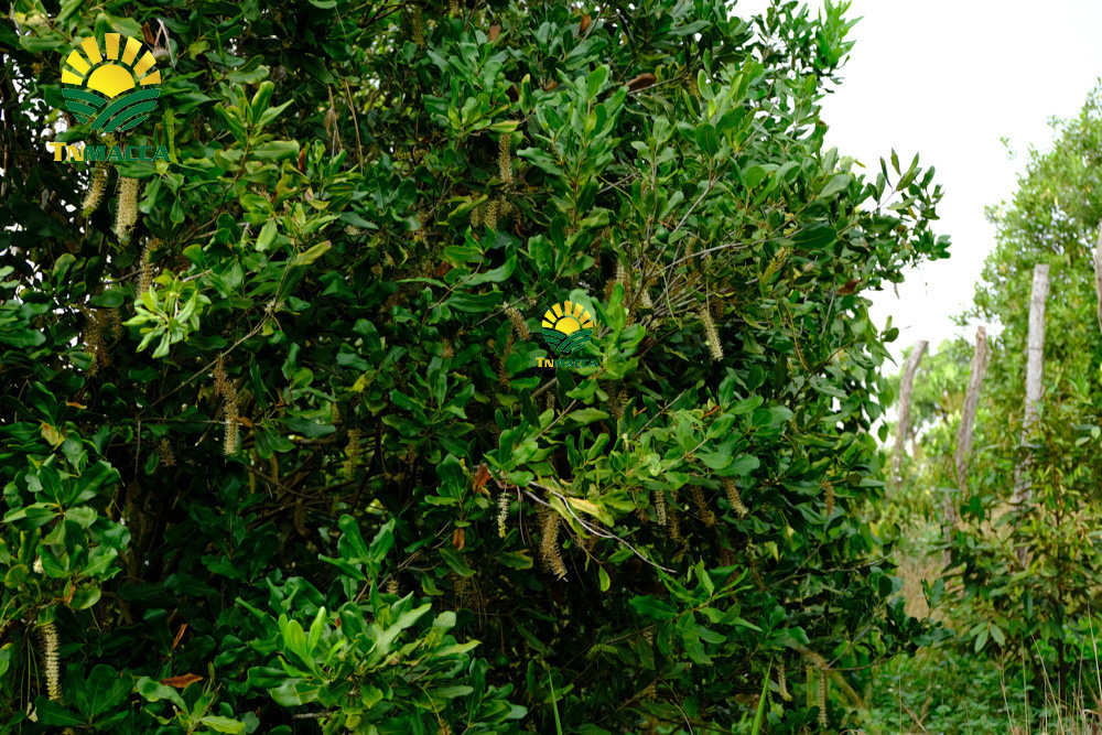 13.hat-macca-uc-tach-vo-gia-bao-nhieu-mua-hat-macca-haiwaii-o-dau-