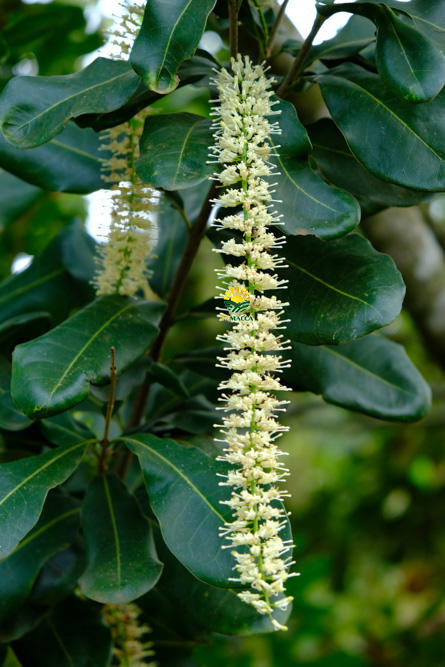 2.hat-macca-uc-tach-vo-gia-bao-nhieu-mua-hat-macca-haiwaii-o-dau-