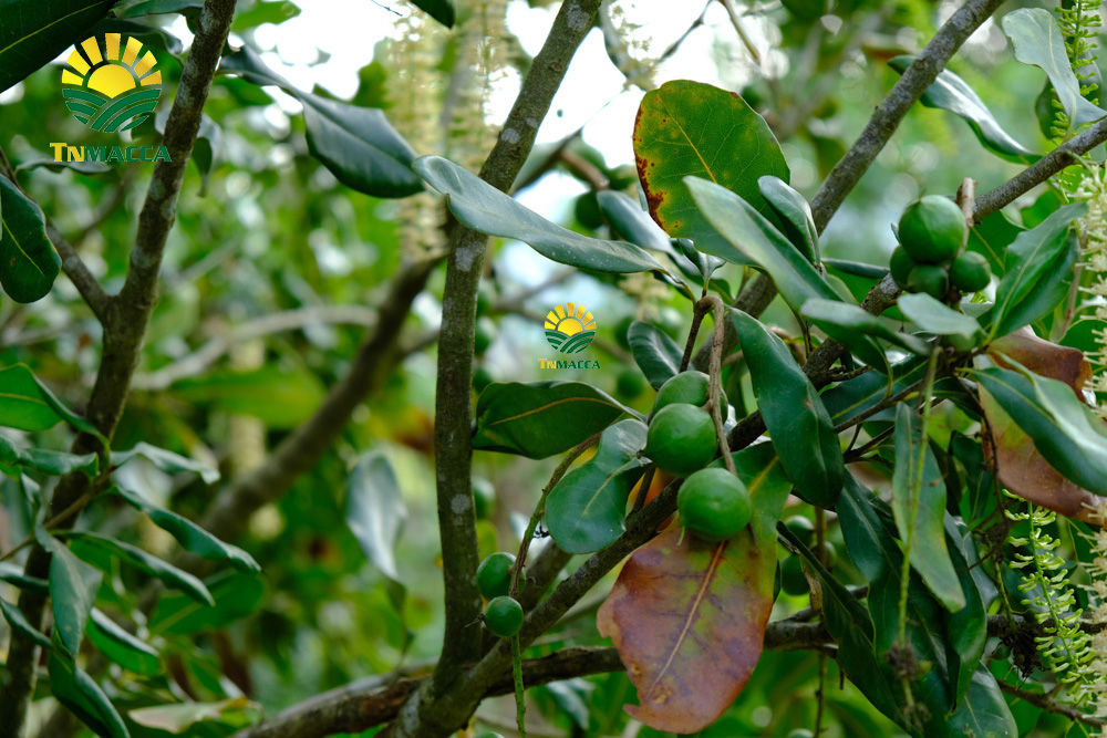 23.sua-hat-macca-3-cach-lua-sua-macca-phu-hop-voi-nhu-cau-su-dung