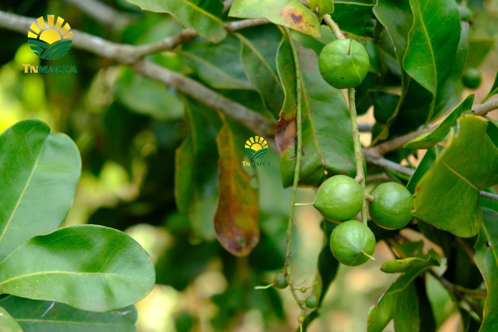 18.sua-hat-macca-3-cach-lua-sua-macca-phu-hop-voi-nhu-cau-su-dung