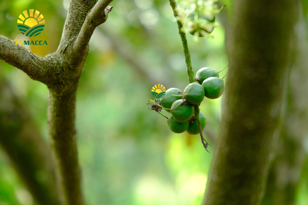 6.hat-macca-uc-tach-vo-gia-bao-nhieu-mua-hat-macca-haiwaii-o-dau-