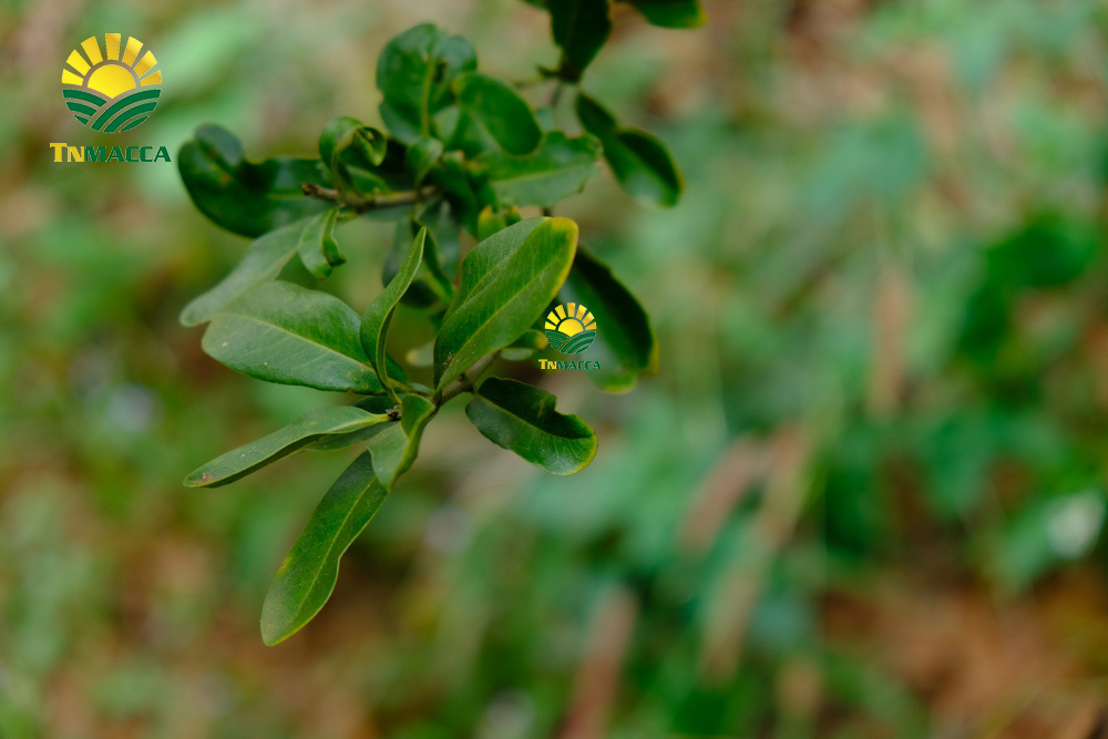 17.sua-hat-macca-3-cach-lua-sua-macca-phu-hop-voi-nhu-cau-su-dung