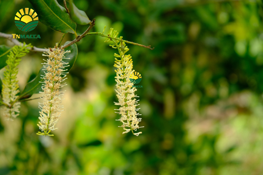 25.cach-lam-bot-ngu-coc-voi-hat-macca-hat-macca-tot-hon-hat-oc-cho