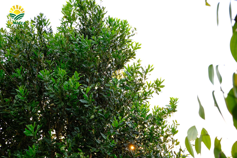 10.hat-macca-co-tot-cho-ba-bau-va-4-tac-dung-cua-macca-voi-ba-bau