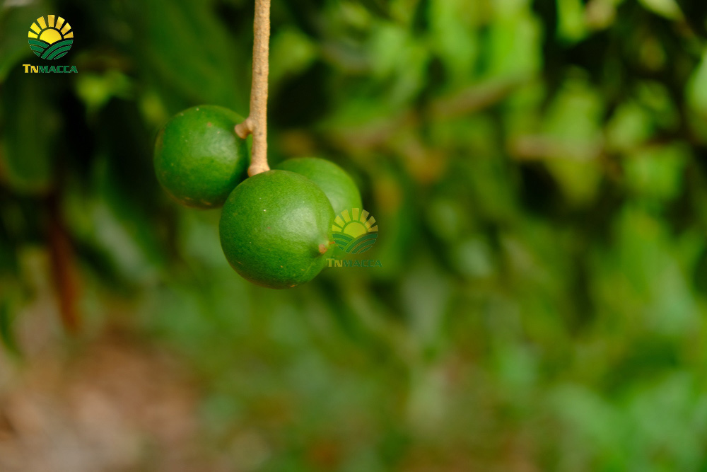 9.hat-macca-co-tot-cho-ba-bau-va-4-tac-dung-cua-macca-voi-ba-bau