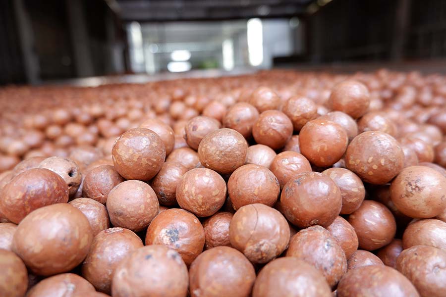 hat-maccadamia-co-gia-tri-dinh-duong-gi