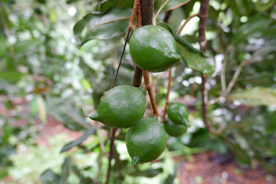 hat-maccadamia-la-nhu-the-nao