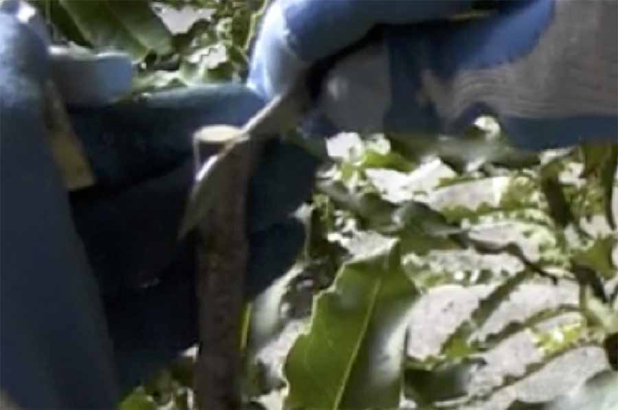 ky-thuat-ghep-cay-mac-ca-2