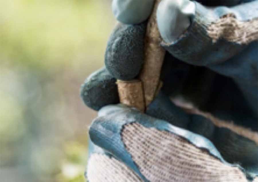 ky-thuat-ghep-cay-mac-ca-3