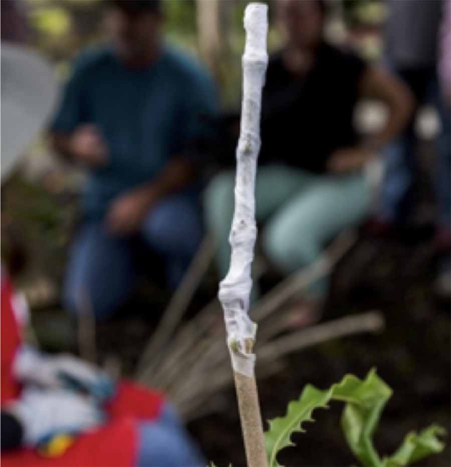 ky-thuat-ghep-cay-mac-ca-2