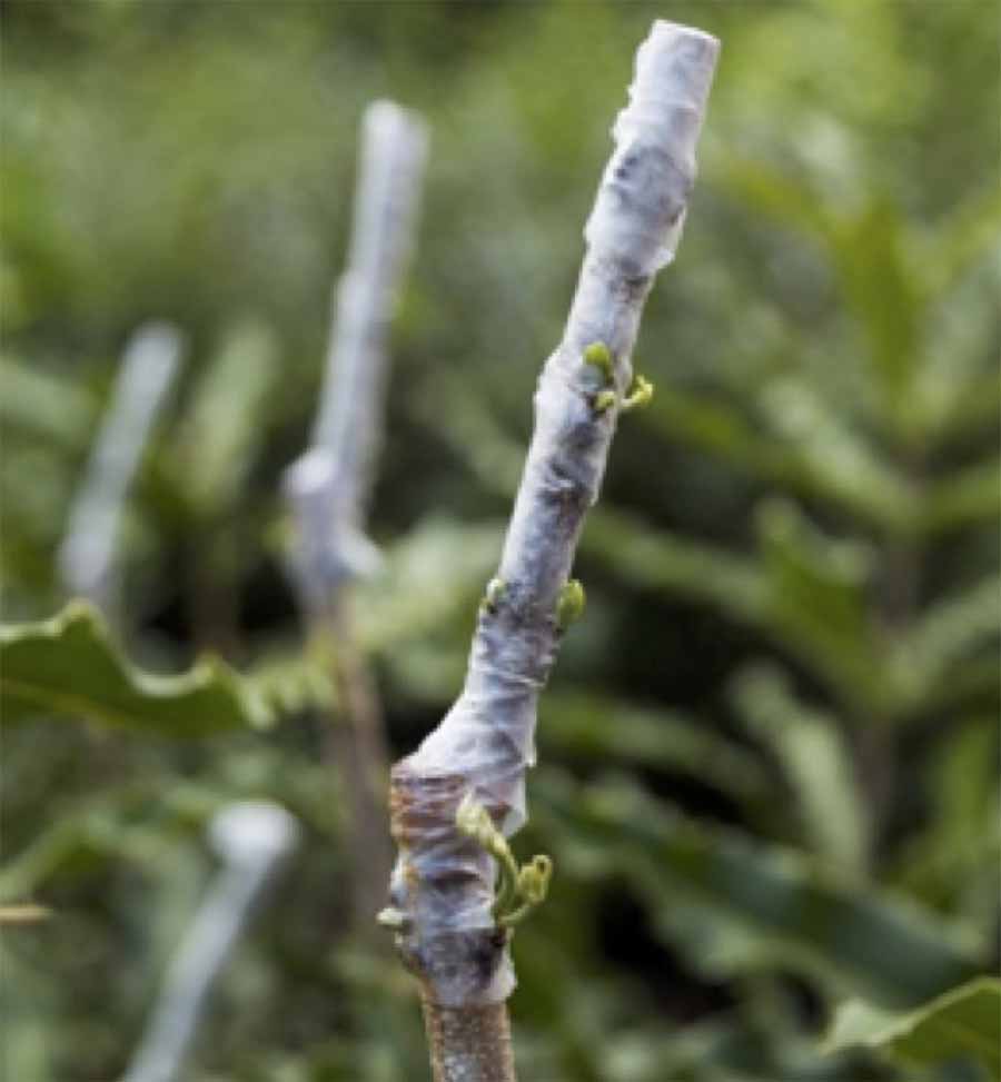 ky-thuat-ghep-cay-mac-ca-9