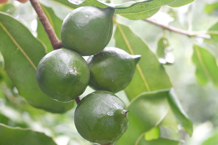 loi-ich-lon-cua-hat-macadamia