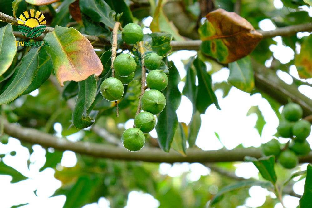 11.may-tach-hat-macca-la-gi-luu-y-chon-may-cat-xe-ranh-hat-macca