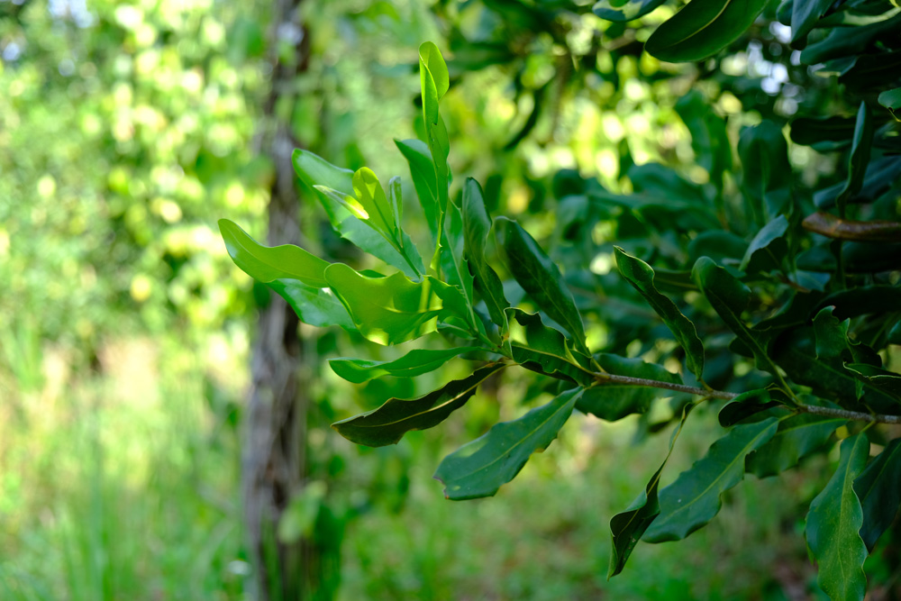 14.may-tach-hat-macca-la-gi-luu-y-chon-may-cat-xe-ranh-hat-macca