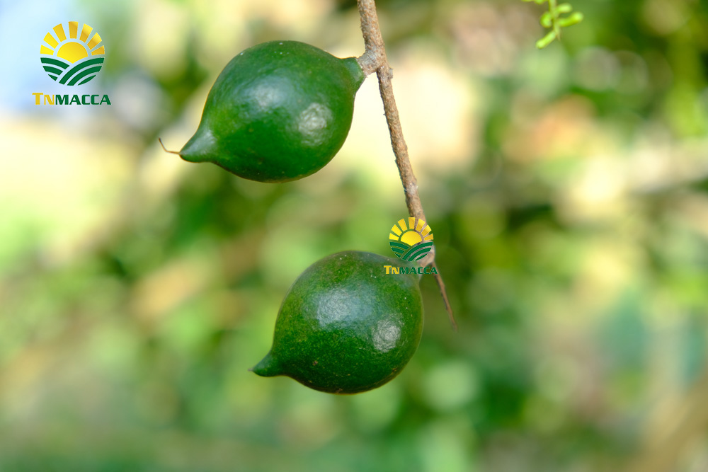 15.may-tach-hat-macca-la-gi-luu-y-chon-may-cat-xe-ranh-hat-macca