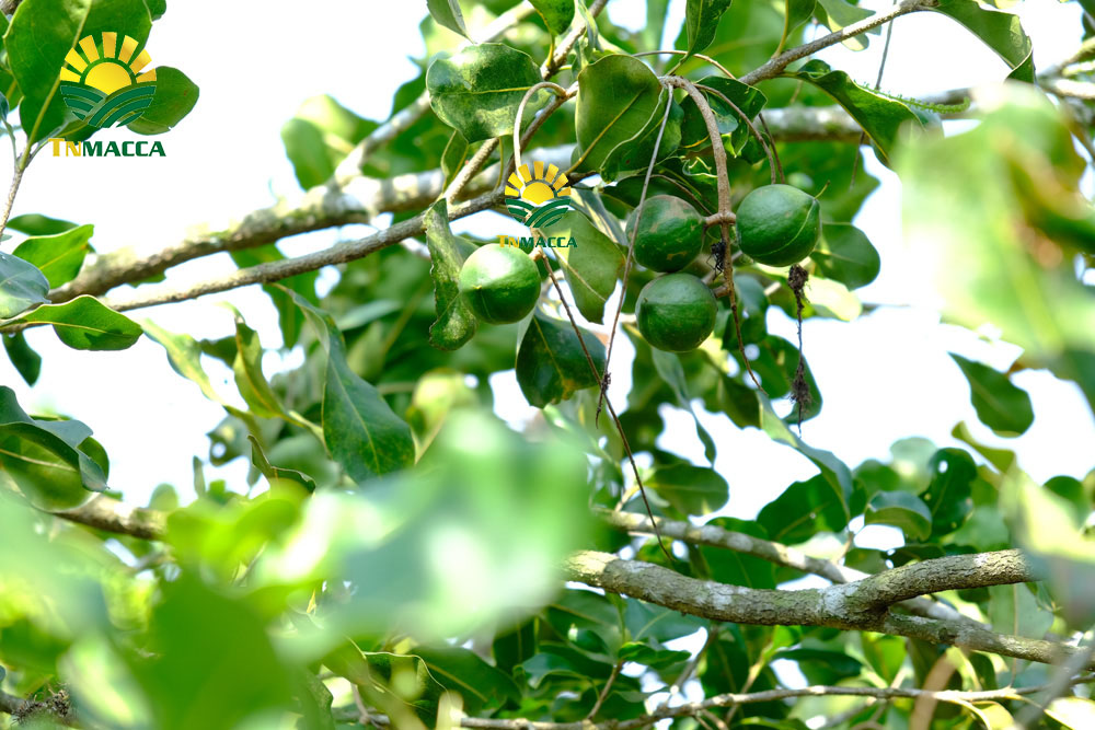 2.may-tach-hat-macca-la-gi-luu-y-chon-may-cat-xe-ranh-hat-macca