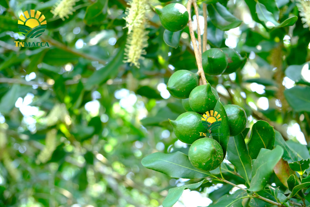 3.may-tach-hat-macca-la-gi-luu-y-chon-may-cat-xe-ranh-hat-macca