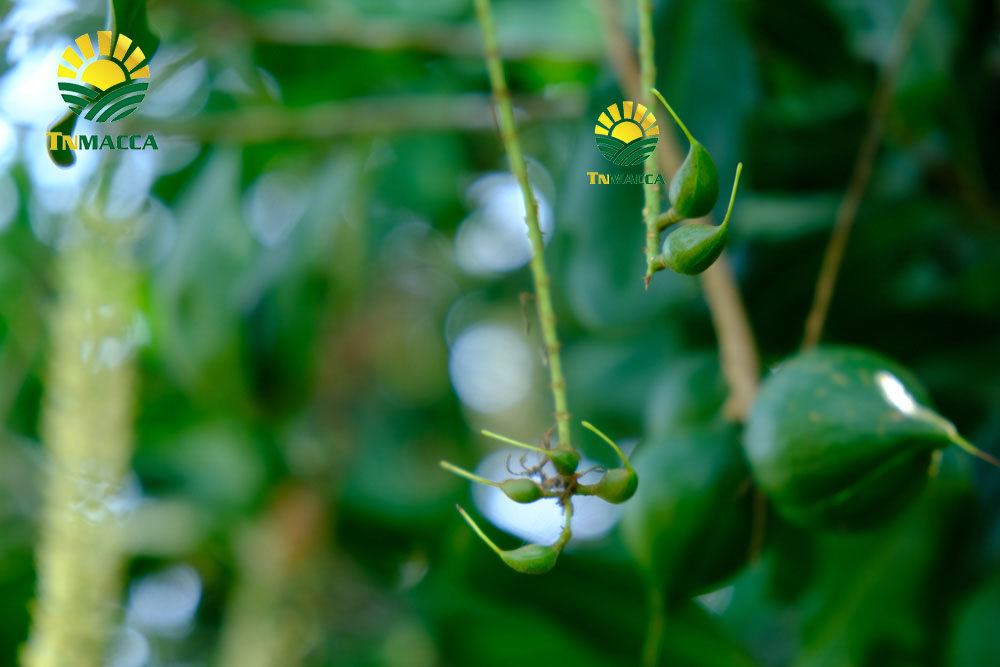 6.may-tach-hat-macca-la-gi-luu-y-chon-may-cat-xe-ranh-hat-macca