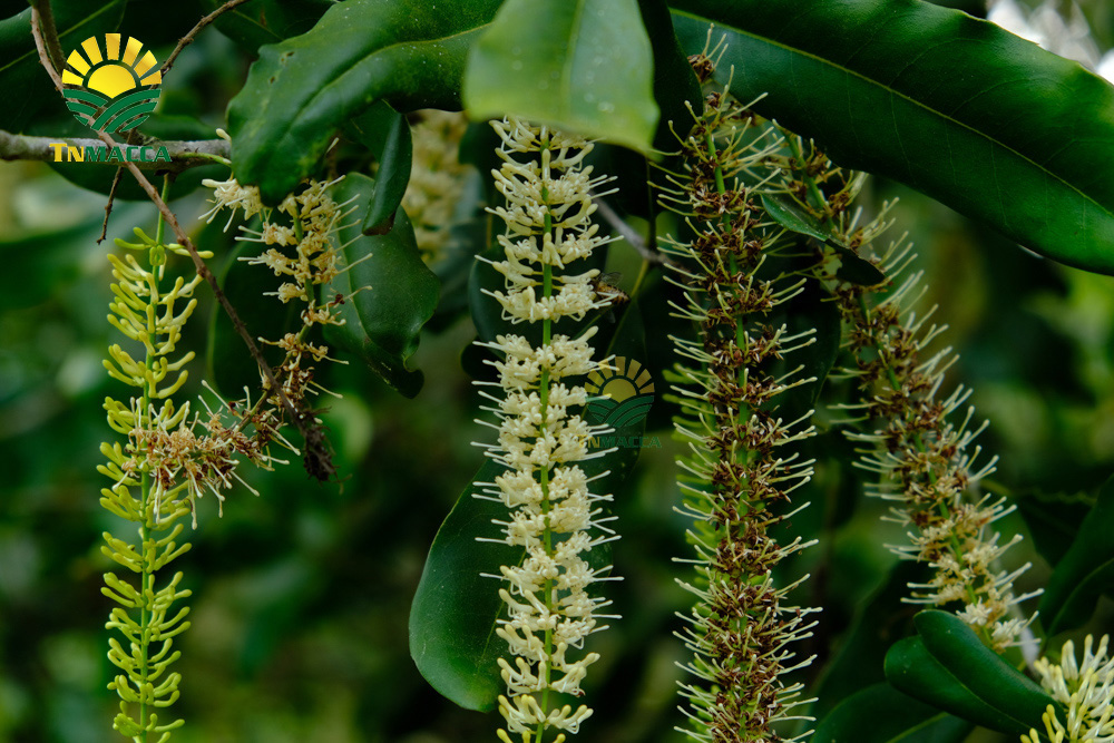 nen-an-bao-nhieu-hat-macca-moi-ngay1